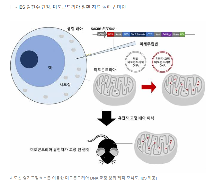 미토콘드리아 DNA 교정 가능해진다..韓 연구진 동물실험 첫 성공